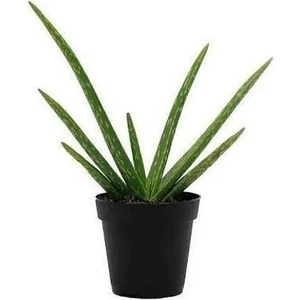 Reyon 2 Yaş Aloevera Fidanı, Torbalı ve Tüketime Uygun