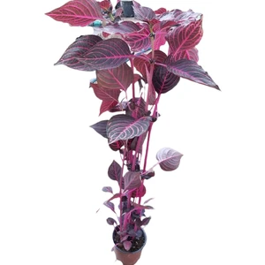 Reyon Alacalı Kolyoz Çiçeği, Saksıda