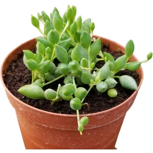 Reyon Söbe-Boncuk Çiçeği Sukulent,senekio (Klenia Rowleyanus) 8 cm Saksı