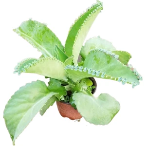 Reyon Aşkın Gözyaşları Çiçeği, Saksılı