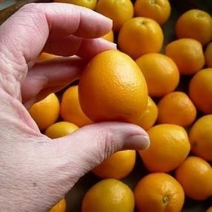 Reyon Ithal Aşılı Iri Kamkat (Fukushu) Ultra Bodur, Saksıda