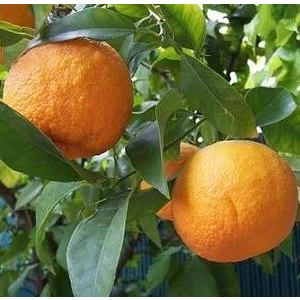 Reyon 2 Yaş Turunç Fidanı, Torbada