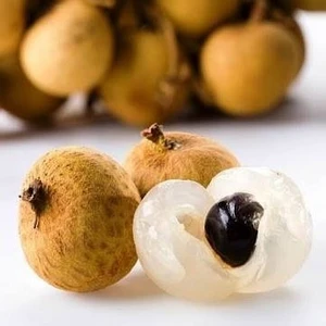Reyon 2 Yaş Tropikal Longan Ejder Gözü  Fidanı, Saksıda