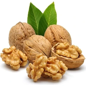 Reyon 2 Yaş Aşılı Chandler Bodur Ceviz Fidanı, Torbada