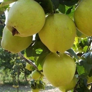 Reyon 7 Yaş Aşılı Limon Ayva Fidanı , Saksıda