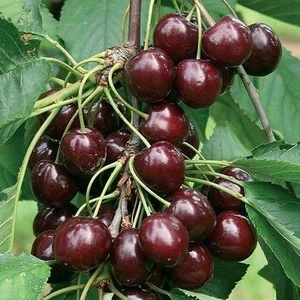 Reyon 3 Yaş Aşılı Kiraz Fidanı Napolyon, Torbada