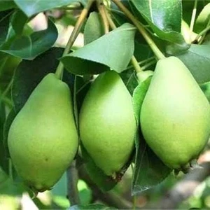 Reyon 3 Yaş Aşılı Limon Armut Fidanı, Saksıda