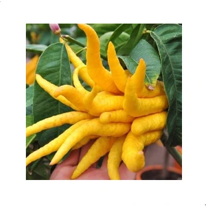 Reyon 3 Yaş Aşılı  Tropikal Budanın Eli Fidanı, Torbada