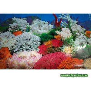 Canlı Petshop Arka Fon  (Manzara-9) 50 cm Uzunluk  Yükseklik 50 cm