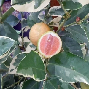 Reyon Bahçe Reyon 6 Yaş Aşılı  Tropikal Alacalı Limon Fidanı, Torbada