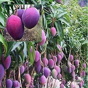 Reyon 5 Yaş Aşılı Osten Mango Fidanı,torbada