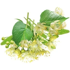 Reyon 4 Yaş Ihlamur Fidanı, Torbada