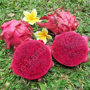 Reyon Beyaz Ejder Meyvesi Pitaya Fidanı, Torbada