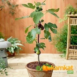 Reyon 2 Yaş Bonsai Bodur Incir Fidanı, Saksıda