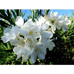 Rüzgar Botanik Beyaz Zakkum Çiçeği Fidanı Saksılı 60 cm 80 cm