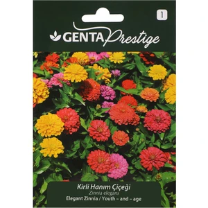 Çiçek Tohumu Kirli Hanım Çiçeği Genta Prestige