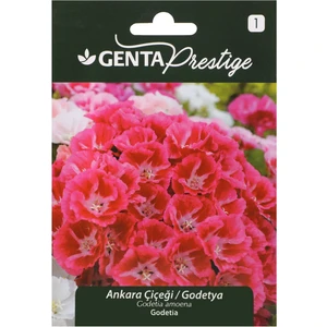 Çiçek Tohumu Ankara Çiçeği Godetya Genta Prestige