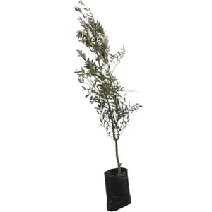 2 Yaş Aşılı Gemlik Zeytin Fidanı, Torbada