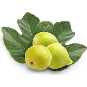 Tüplü Yediveren Incir Fidanı