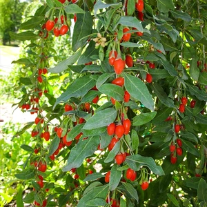 Tüplü Goji Berry Kurt Üzümü Fidanı