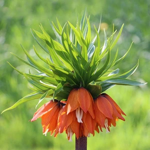 Imperial Fritillaria Turuncu Ters Lale Soğanı