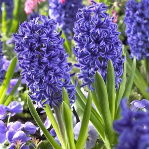 Blue Jacket Mavi Sümbül Soğanı-3 Adet