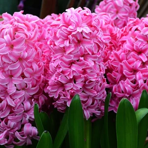 Pembe Sweetheart Sümbül Soğanı-3 Adet