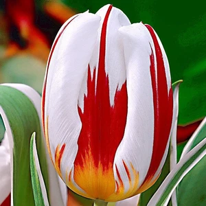 Happy Generation Kırmızı Beyaz Lale Soğanı-5 Adet