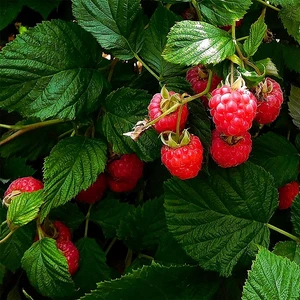 Tüplü Saksılık Ruby Ahududu Fidanı