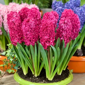 Ateş Kırmızı Jan Bos Sümbül Soğanı-3 Adet