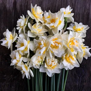 Büyüleyici Kokulu White Lion Nergis Soğanı-5 Adet