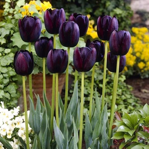 Black Queen Of Night Lale Soğanı-5 Adet