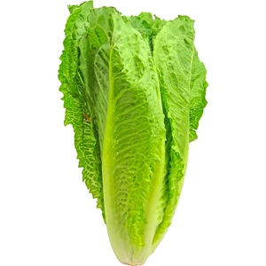 Soğuklara Dayanıklı Yedikule Marul Tohumu-10 Gram