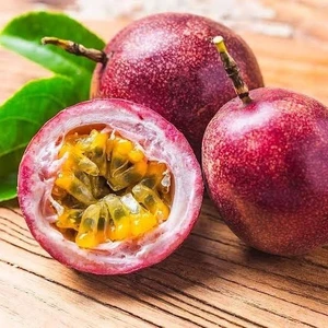 Berke Fidancılık Top Kaktüs  Aşılı Iri Taneli Mor Pasiflora Saksıda