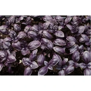 Mor Fesleğen (Mor Reyhan) Tohumu 100 Adet