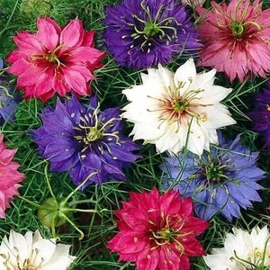 Çörek Otu Çiçeği Tohumu (600 Tohum)