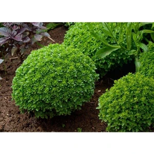 Top Fesleğen (Reyhan) Tohumu 100 Adet