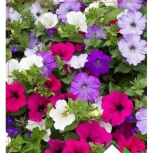Petunya Tohumu 100 Adet