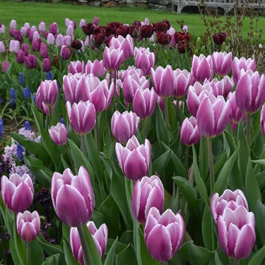 Floramut Mor Beyaz Synaeda Blue Lale Soğanı-5