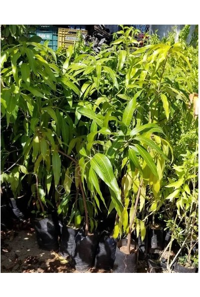 Reyon Bahçe 3 Yaş Aşılı Keitt Mango Fidanı,torbada
