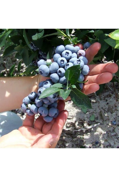 Floramut Tüplü Lipaka Bonus Blueberry Yaban Mersini Fidanı