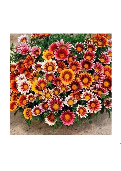 Reyon Meramlı Kız Gazania Çiçeği Tohumu 1 Paket (20 Adet)