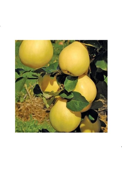 Reyon 7 Yaş Aşılı EGE25 Ayva Fidanı , Saksıda