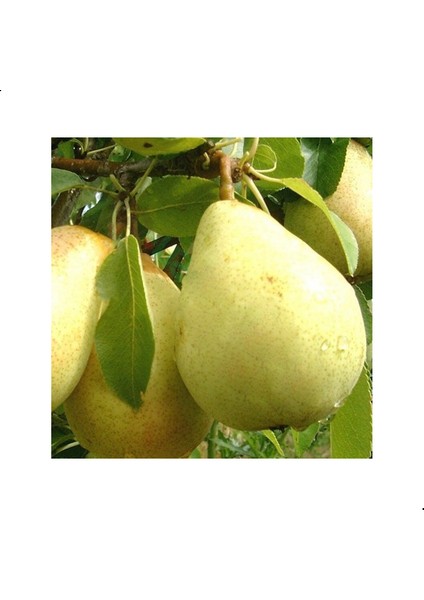 Reyon 3 Yaş Aşılı Williams Armut Fidanı, Torbada