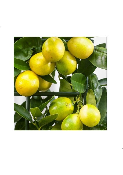 Reyon 3 Yaş Aşılı Limonkamkat Fidanı, Torbada