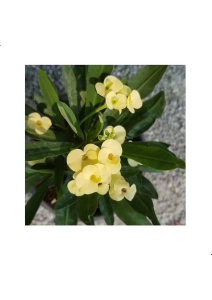 Reyon Ithal Orijinal Sarı Euphorbia Milii / Dikenler Tacı Küçük Saksıda