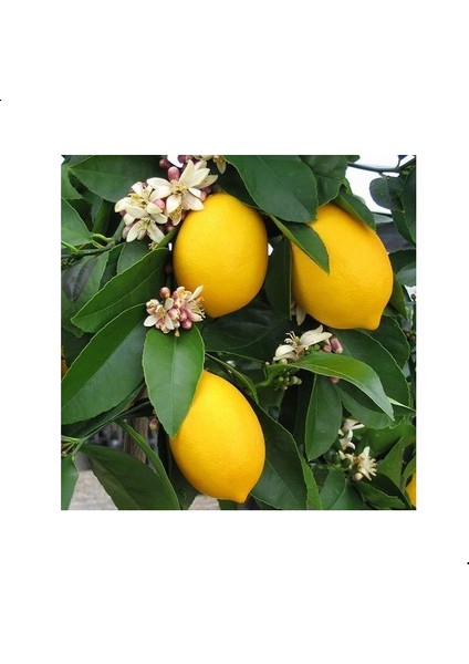 Reyon 3 Yaş Aşılı Mayer Limon Fidanı, Torbada