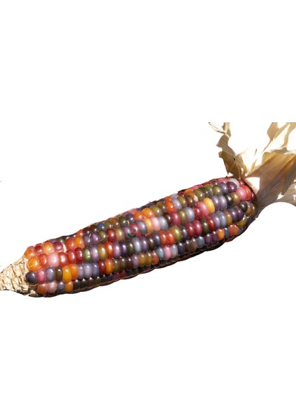 Reyon Yerli Gökkuşağı (Indian Rainbow Corn) Mısır Tohumu (15 Adet)