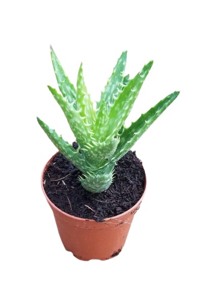 Reyon Minyatür Aloevera, 5.5 cm Saksıda