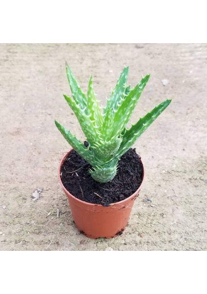 Reyon Minyatür Aloevera, 5.5 cm Saksıda fiyatları